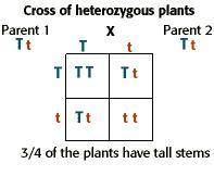 Which of the following statements about autosomal recessive traits is true?  a. if neither parent ex