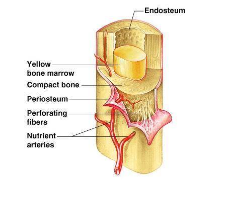 Along bone is covered externally with a sheath called the  whereas the marrow cavity is lined with t
