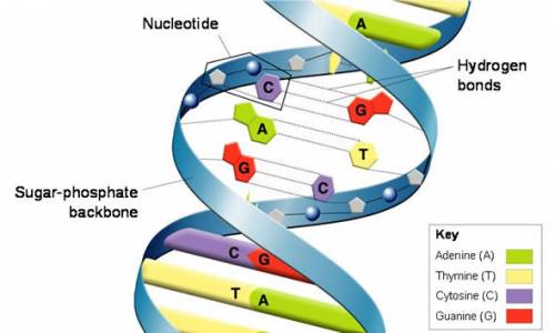 What holds the sides of the dna ladder together?