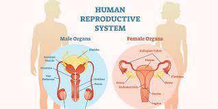 What is the main function of the human reproductive system?