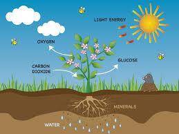 Que funcion cumple el sol en los ciclos biogeoquimicos ?