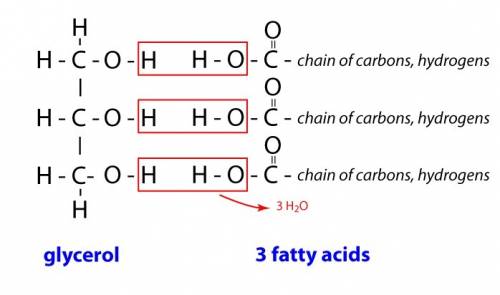 What molecule must be lost when fatty acids are bonded to glycerol?