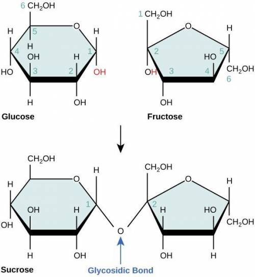 How did the carbon, hydrogen and oxygen atoms in glucose and fructose combine to form sucrose?  incl