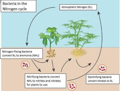 8. how do nitrogen-fixing bacteria  cycle nitrogen through ecosystems?  (1)  a. they release nitroge
