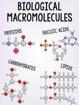 Which of the following statements best describes a macromolecule?  a macromolecule is made up of dna