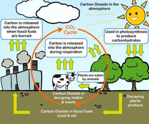 Which of these is not a way that carbon cycles through the biosphere a) photosynthesis b) transpirat