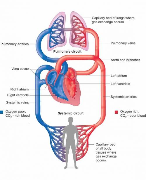 The right ventricle transports oxygenated blood to the lungs true or false