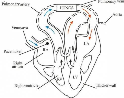 The right ventricle transports oxygenated blood to the lungs true or false