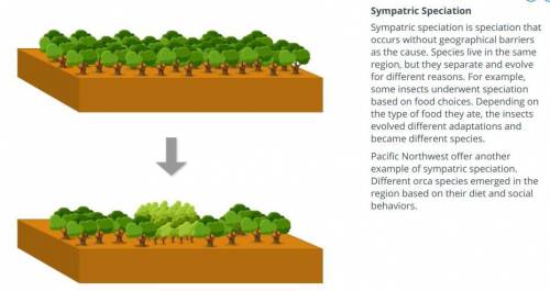 For each scenario given, decide whether allopatric or sympatric speciation would be the likely resul
