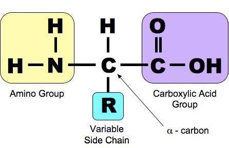 The structures of amino acids differ from each other in that:  a. they each have different acid grou