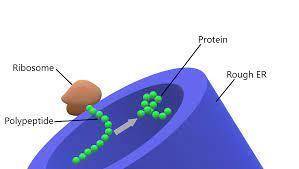 Describe the process of making and exporting a protein from a cell?