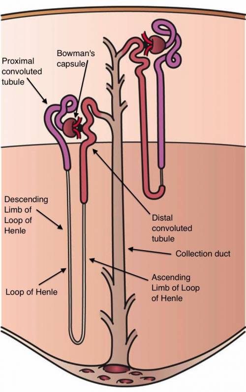 Trace a molecule of urea from the renal artery to its final destination outside the body of a female