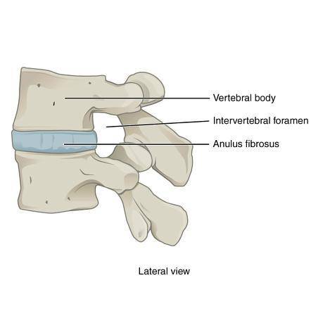 Which structure allows the spinal nerves to exit from the spinal cord?