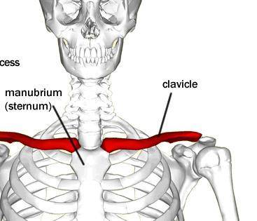 What bone that articulates with the clavicle medially?