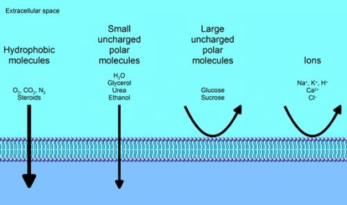 Which kind of molecule passes through the lipid bilayer of the cell membrane?