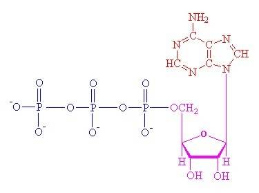 Which molecule shown above contains a functional group that is a part of the molecule known as the