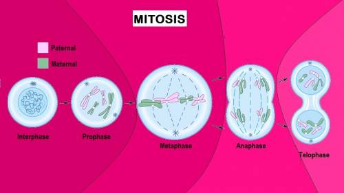 How many daughter cells are produced at the end of mitosis