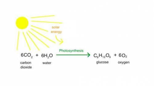 In photosynthesis, what form of energy is sunlight converted to (radiant or chemical energy), and ho