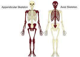 What parts of your body make up your appendicular skeleton?  axial skeleton