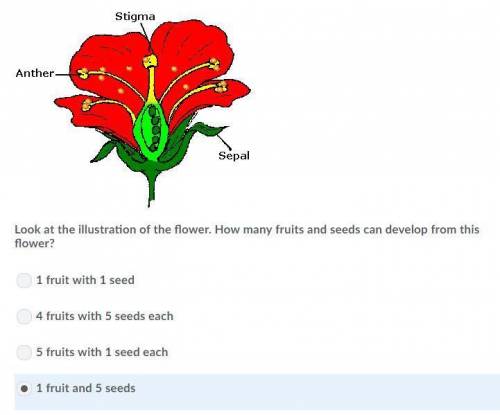 Look at the illustration of the flower. how many fruits and seeds can develop from this flower?  que