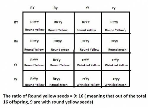 Adihybrid cross is created from plants that are heterozygous for both round seeds and yellow seed co