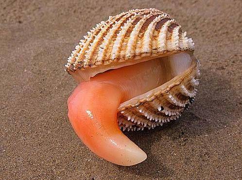 Mollusks with two shells held together by muscles are called a. bivalves b. cephalopods c. gastropod