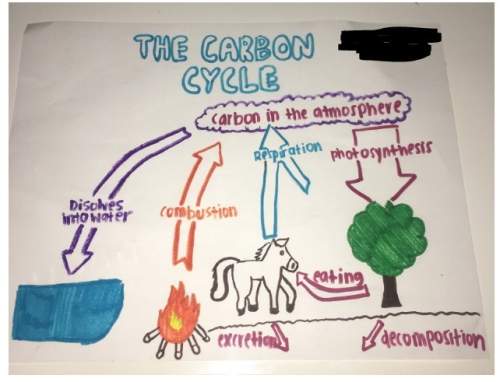 Brainliesttt ! describe what is happening in this picture about the carbon cycle in detail in 4-7 s