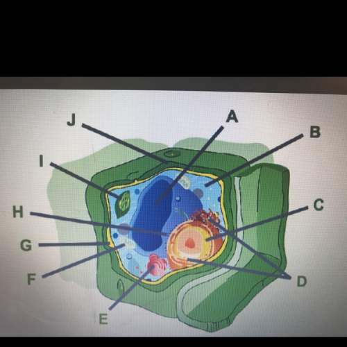 Consider this plant cell. which organelle is labeled e? a- golgi apparatus b- chloroplast c- riboso