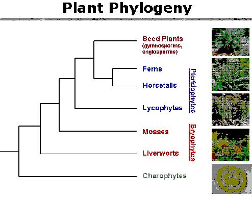 According to the plant phylogeny below, ferns and horsetails appear to be more closely related to se