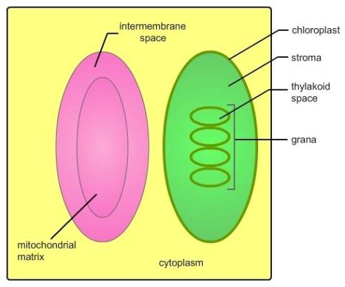 The diagram is a representation of part of a plant cell. identify the locations where proton concent