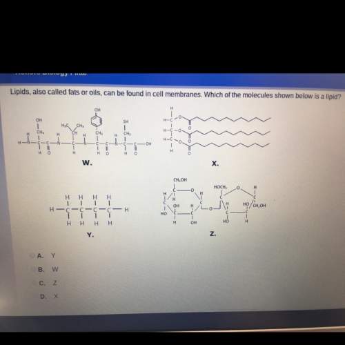 Which of the molecules shown is a lipid ?