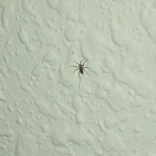 What type of spider is this ( i live in florida) also it looked like it was a baby spider