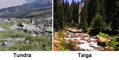 Ataiga biome is different from a tundra biome because it has a) many coniferous trees. b) cold wint