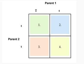 20 points and complete this punnett square. enter in the space provided. each square is worth 1 poi