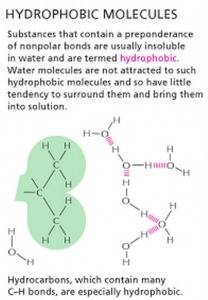 What is the hydrophobic effect?  what types of atoms are most likely to be found in portions of mole