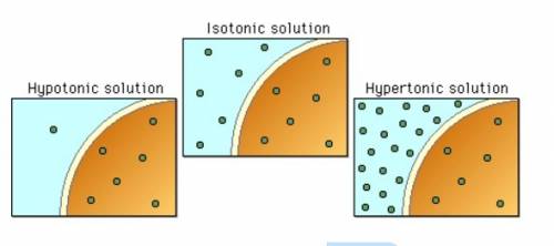 Hypertonic solution vs hypotonic solution