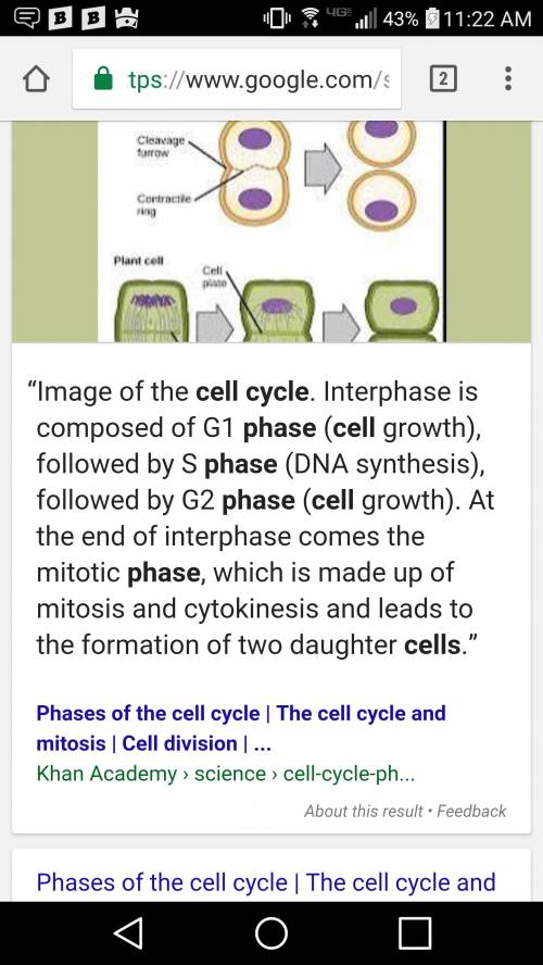 What are the stages in the cell cycle?