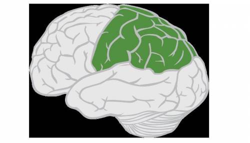 Which is located at the top of the brain and is responsible for processing sensory information?  the