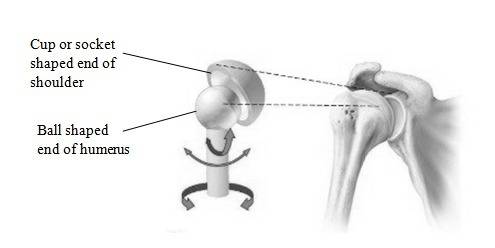 Which types of freely movable joints are often found in areas of the body such as the shoulders and