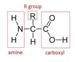 Describe the structure of amino acids, including what makes amino acids different from each other.