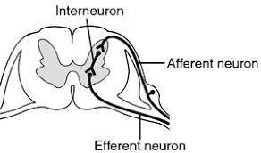 Reflexes are basically hard-wired into the cns. anatomically, the basis of a reflex is an afferent