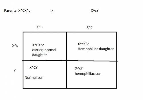 Hemophilia a is an x-linked recessive mutation in humans. if a couple gives birth to a daughter with