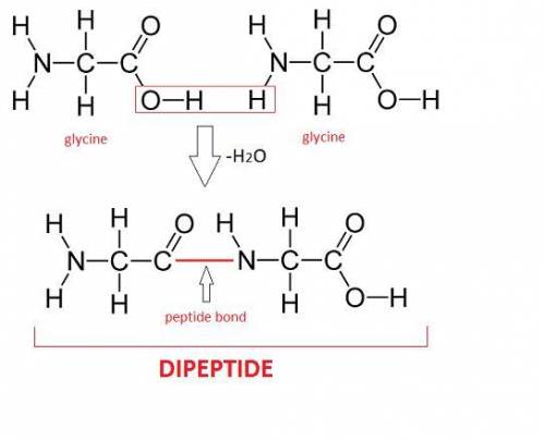 Which of the following is not true regarding the formation of a dipeptide?  a. a molecule of water i
