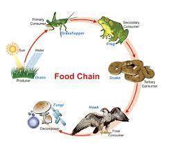 What is the difference between food chains and food webs?