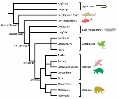 While studying evolution, a student comes across a cladogram that includes clades like amphibia, rep