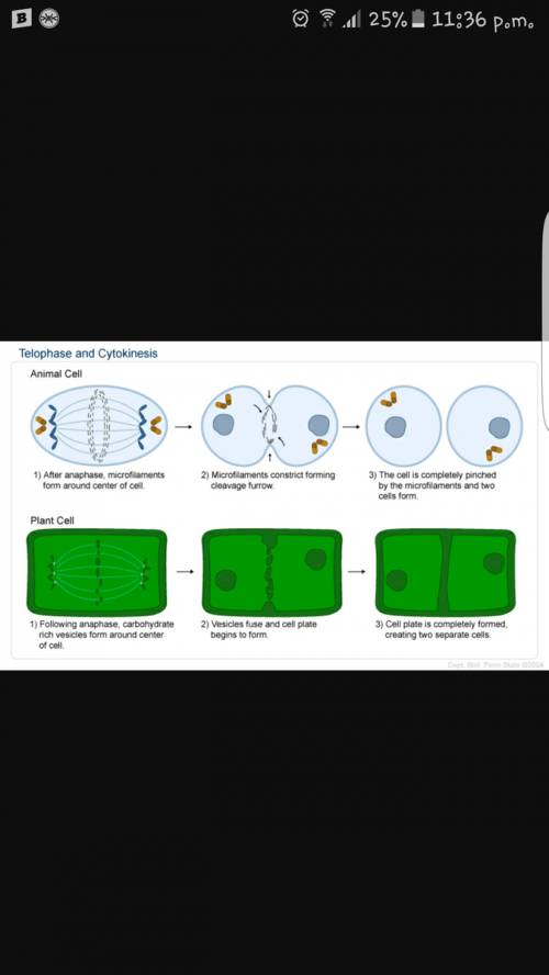 How is plant cell cytokinesis different from animal cell cytokinesis? ?