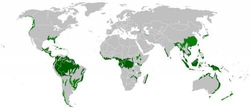 Where are the tropical forests located?  in the southernmost region of sub-saharan africa, south of