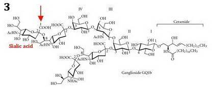 Match each lipid with its correct components or description.  (1) glycerophospholipids  (2) cerebros