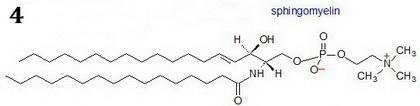 Match each lipid with its correct components or description.  (1) glycerophospholipids  (2) cerebros