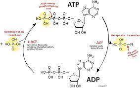 In terms of energy, what is the difference between glucose and atp?